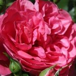 rosarium-utersen-1