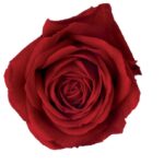 Clustar-Red-Lace-scaled