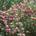 Eden_Climber_004