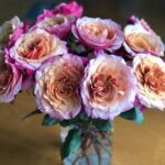 Miyabi-Garden-Rose-Arrangement