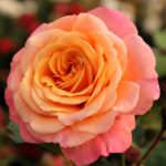 Peach-Melba-1