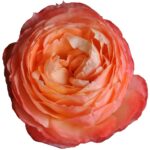 Princess-Aiko-Garden-Roses1