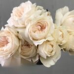 Purity4