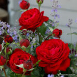 Tiamo_03-500x500