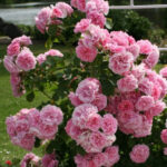 Uetersens Rosenprincessin
