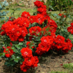 austriana1