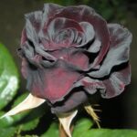 black_baccara_1