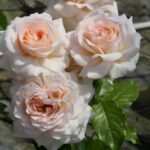 chandos beauty13