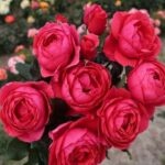 gartenprincessin Marihose