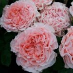 grandmas-finest-mary-grandma-babushka-finest-mjeri-rosen-tantau-germanija-2018