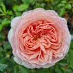 hello-hello-plants-nursery-melbourne-Rosa-Abraham-Darby-English-Shrub-Rose-David-Austin-Rose-scaled