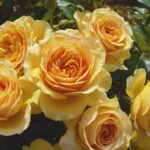 henriettabarnett rose