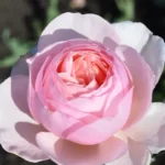 heritage-7_2