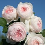 herzogin_christiana_1