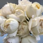 ivory11