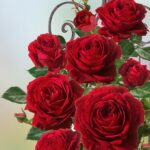 messir-delbar-foto-4
