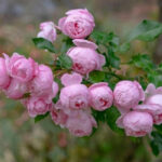 pink mors1