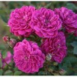 purple rain1