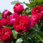 red eden3