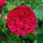 red leonardo da vinci5