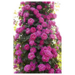 rosebush-allegro-gp-meileodevin