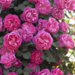 Allegro-Rose-5