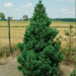 pinus mugo columnaris4