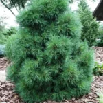pinus silvestris globosa viridis