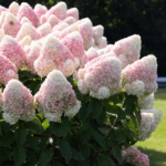 hydrangea-paniculata-living-summer-love-p5980-45242_image