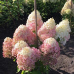 Hydrangea-paniculata-Royal-Flower2