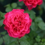 3_8643e239-4eb8-44bd-ad12-745b43ad9fa4