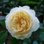 ClaireAustin-11