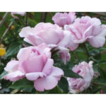 La rose du petit3