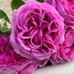 Lilac-Topaz-5