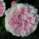 Margaret Roberts2