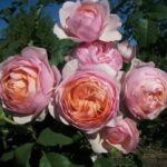 Peter Paul Rubens3