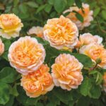 THE LADY GARDENER11