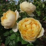 charles_darwin_david_austin_english_rose_22_08
