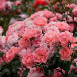 jardin-de-frans-e1642908346998 (1)