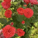 lady of marmalade5