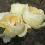 La petit pair