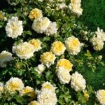 Nadia-Meillandecor-1