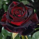 Black Baccara
