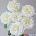 WhiteAshley