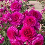 big purple1