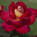 bolshoi-meizuzes_nen_157