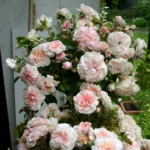 Marlene-Charell