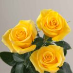 Momentum_Rose_Trio_View_Rosaprima