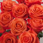 Orange_Crush_Rose_Waterfall_View_Rosaprima