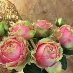 Pitahaya3